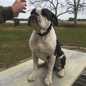 Meet your Posher, Henry